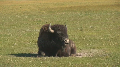 Bison - zoom out Video stock 82792