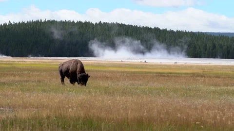 Bison1 Stock Footage 147985565