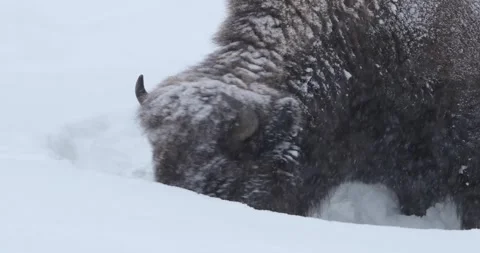 Bison3745 Stock Footage 243444952