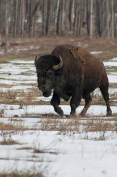Bisonb Stock Photos