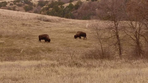 Bison/Buffalo grazing in a field with snow falling, Theodore Roosevelt Stock Footage 124210026