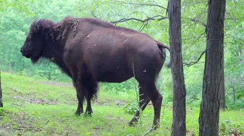 Bison/Buffalo Standing in Forest Stock Footage