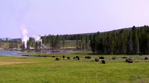 Bisone Herd One 库存影片 282545094