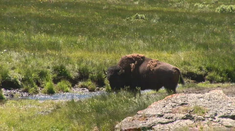 Bisonin Yellowstone Stock Footage 82730