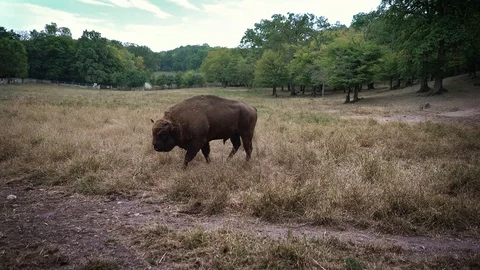Bisons 01 Stock Footage 117233179