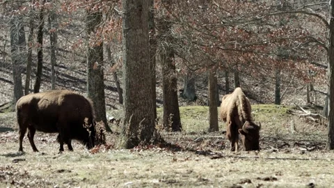 Bisons (2) Feeding in Late Winter by an oak tree - 4K. Stock Footage 303240376