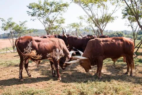 The bisons is begin fighting. Stockfoto's