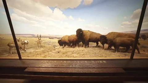 Bisons buffalo bull herd on display. exhibit in Natural History Museum NYC Stock Footage 164478820