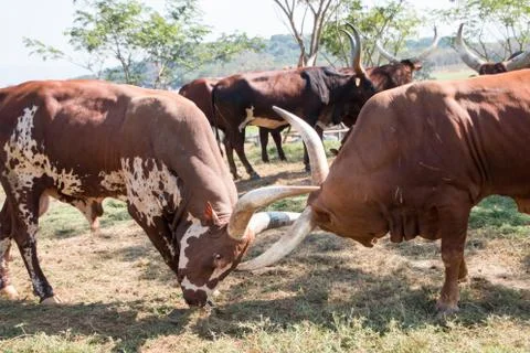 The bisons dual fighting. Stockfoto's