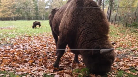 Bisons Eating Grass Autumn Close Shot 库存影片 221480170