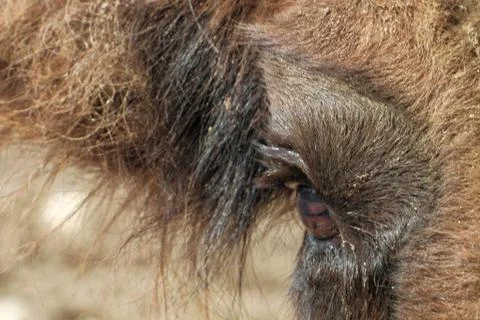 Bison's eye Stock Photos