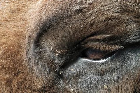 Bison's eye Stock Photos