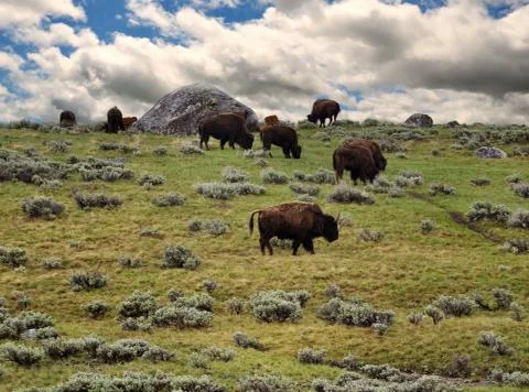 Bisons feeding in the mountain Stock Photos