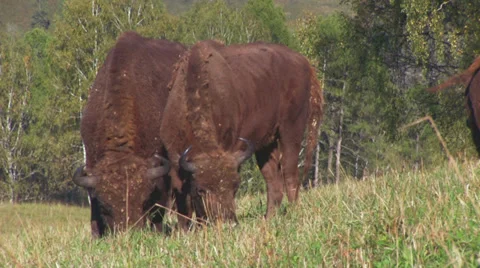 Bisons in the field Видео 34293151