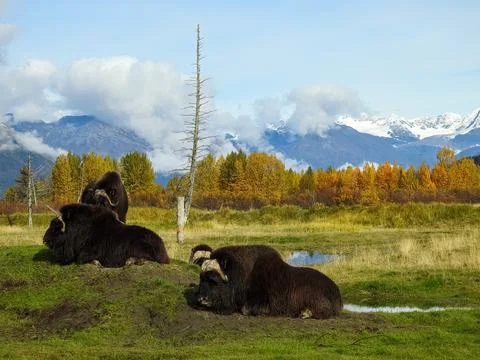 Bisons on a field Stock Photos