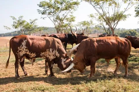 The bisons is fighting with other. Stockfoto's