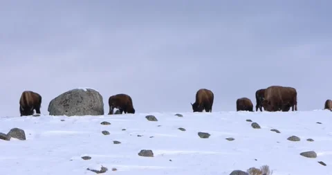 Bisons Finding Food in the Snow 스톡 동영상 240024252