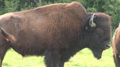 Bisons Stock Footage 108857380