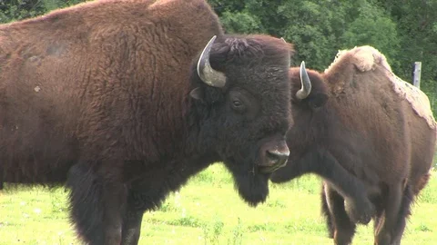 Bisons Stock Footage 108857397