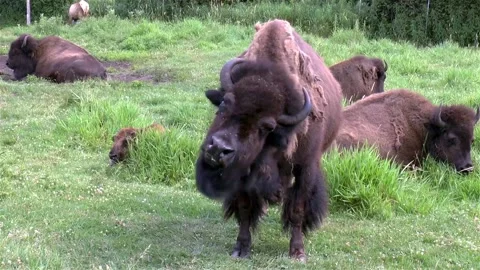 Bisons Video stock 143801307