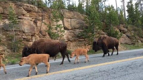 Bisons Stock Footage 202186381