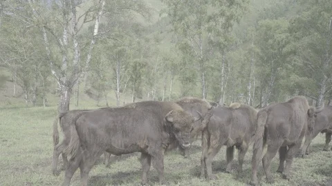 Bisons in the forest graze Stock Footage 93340532