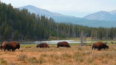 Bisons grazing Stock Footage 93416394