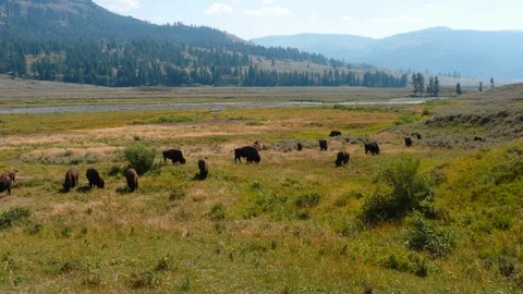 Bisons grazing Stock Footage 93418463