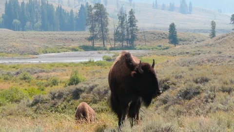 Bisons grazing Stock Footage 93418638