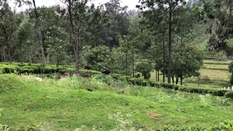 Bisons grazing in the Tea Estates Stock Footage 130541814