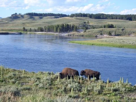 Bisons on the lakeside Stock Photos