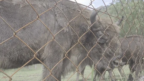 Bisons live in the nursery Stock Footage 93340859