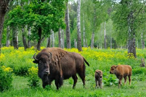 Bisons nursery Stock Photos