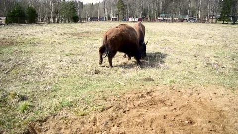 Bisons playing in the paddock. Video stock 130499035