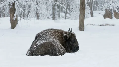 Bisons in a snow-covered winter forest Stock Footage 306363239