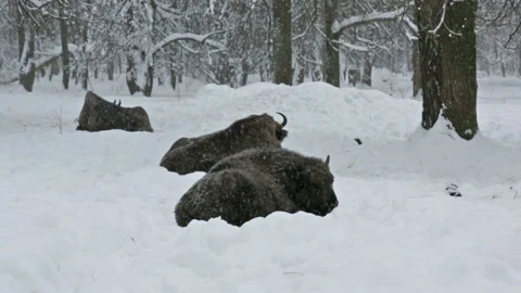 Bisons in a snow-covered winter forest 库存影片 306363320