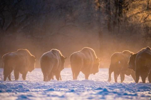 Bisons in winter Stock Photos