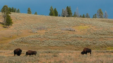 Bisons in Yellowstone Stock Footage 93416587