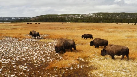 Bisons in Yellowstone National Park, aerial of Montana Stock Footage