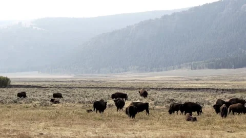 Bisons in Yellowstone National Park Stock Footage 241362452