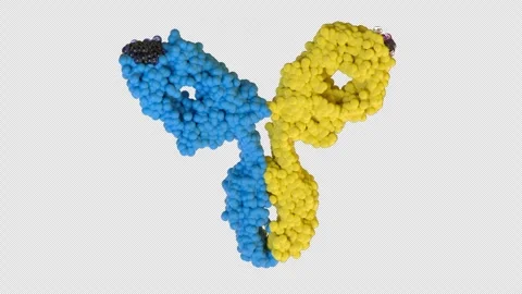 Bispecific Antibody 3D CGI Animation – Molecular Structure Endless Rotation Stock-Footage 346224268
