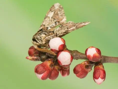 Biston strataria Stock Photos