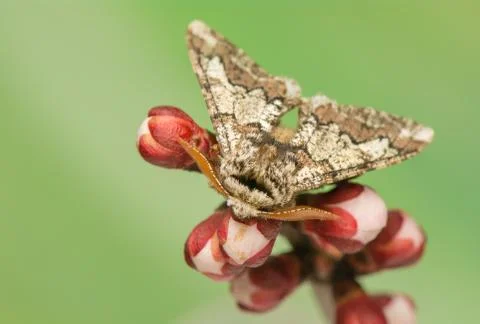 Biston strataria Stock Photos