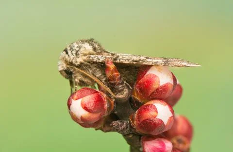 Biston strataria Stock-Fotos