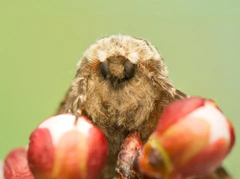 Biston strataria Foto stock