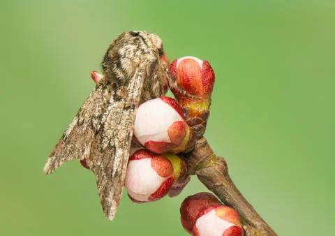 Biston strataria Stock Photos
