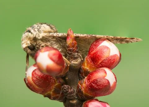 Biston strataria Stock Photos