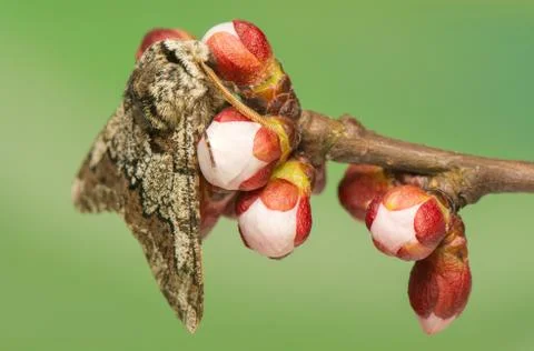 Biston strataria Stock Photos