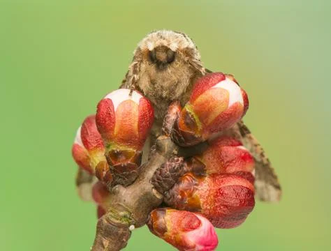 Biston strataria Stock Photos