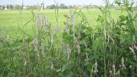 Bistort Stock Footage 330216068